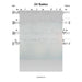 Git Shabbos Lead Sheet (Traditional)-Sheet music-NoteWithGrace.com