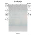 Im Eshkochaych Lead Sheet (Shlomo Carlebach)-Sheet music-NoteWithGrace.com