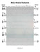 Melech Malchei Hamlachim Lead Sheet (Eyal Golan) Simgle Released 2012-Sheet music-NoteWithGrace.com