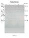 Shalom Aleichem Lead Sheet (Shlomo Carlebach)-Sheet music-NoteWithGrace.com